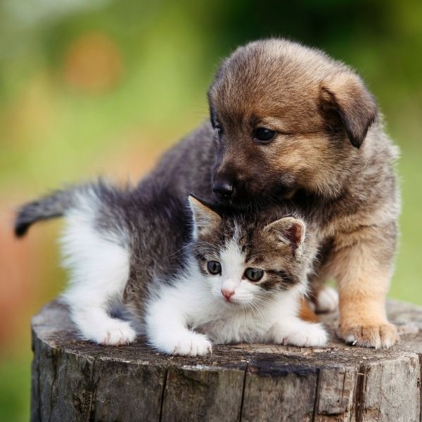 puppy and kitten on a log