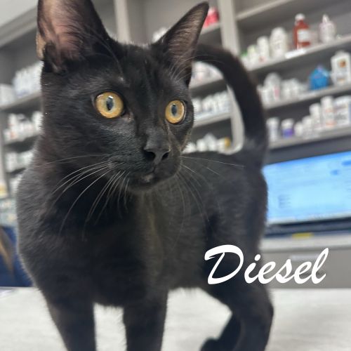 Diesel Diesel