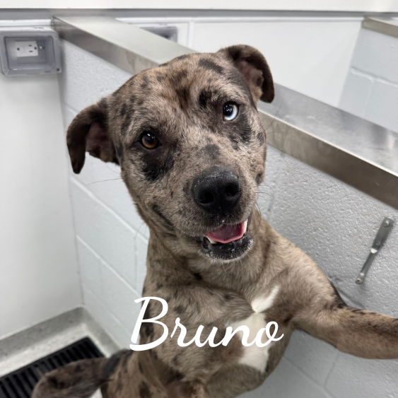 Bruno (2)