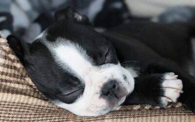 Helping Pets Feel Safer at the Vet: Our Commitment to Low Stress Care