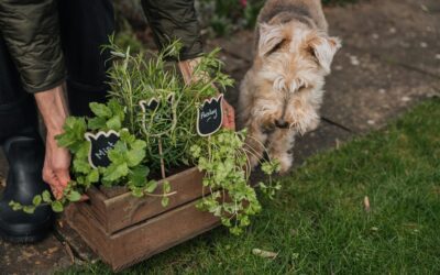 May Newsletter: May Flowers & Pet-Safe Living 🌸