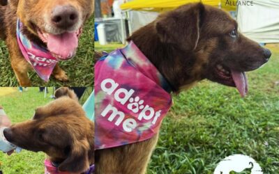 June Newsletter: 🐾 More Good Days: Rosie’s Happy Ending & Baby Ruth’s Big Arrival 👶❤️🐕