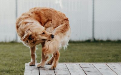Fleas, Ticks & the “Ick” Factor: Protecting Your Pets AND Your Family