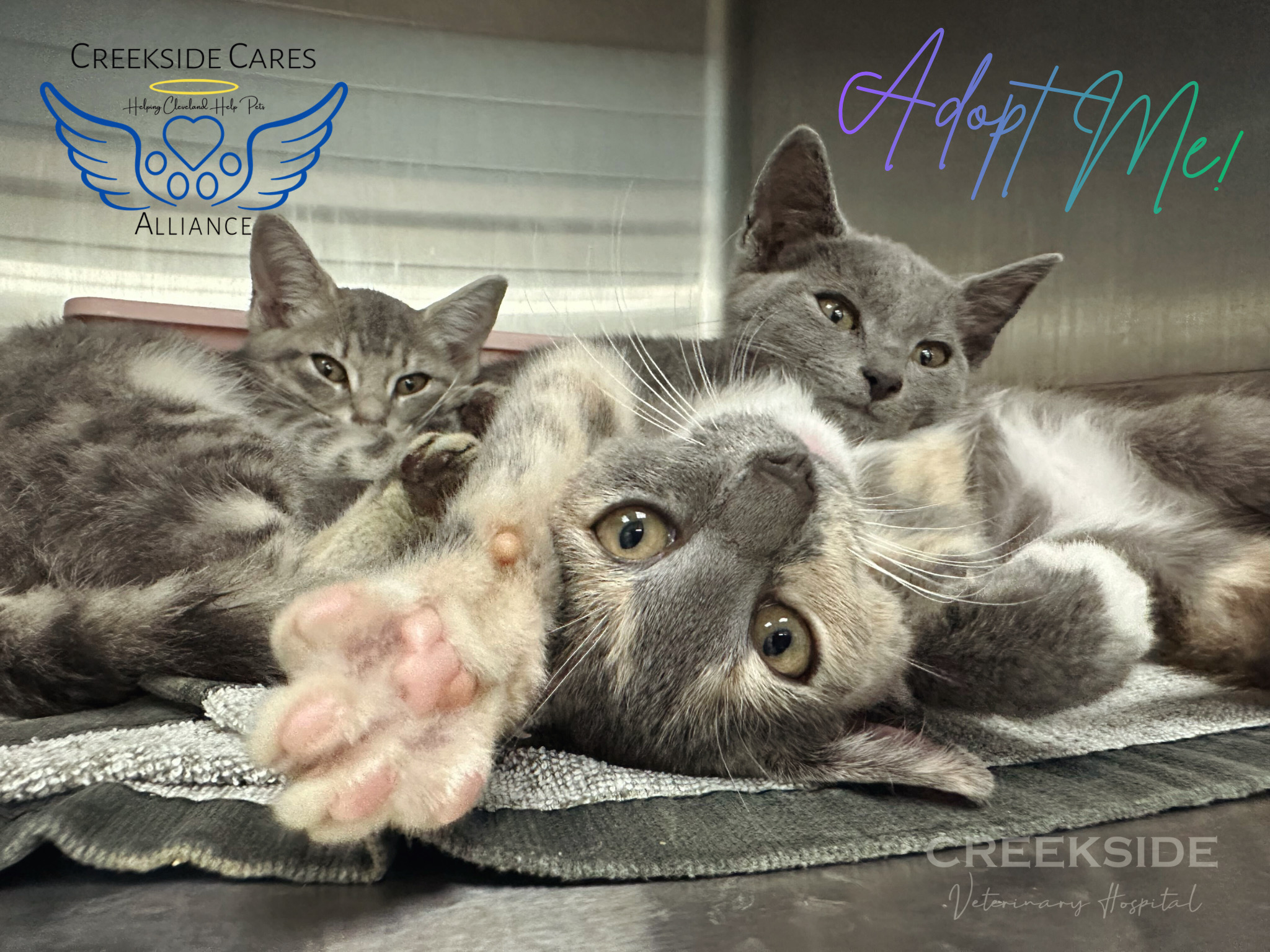 three kitties
