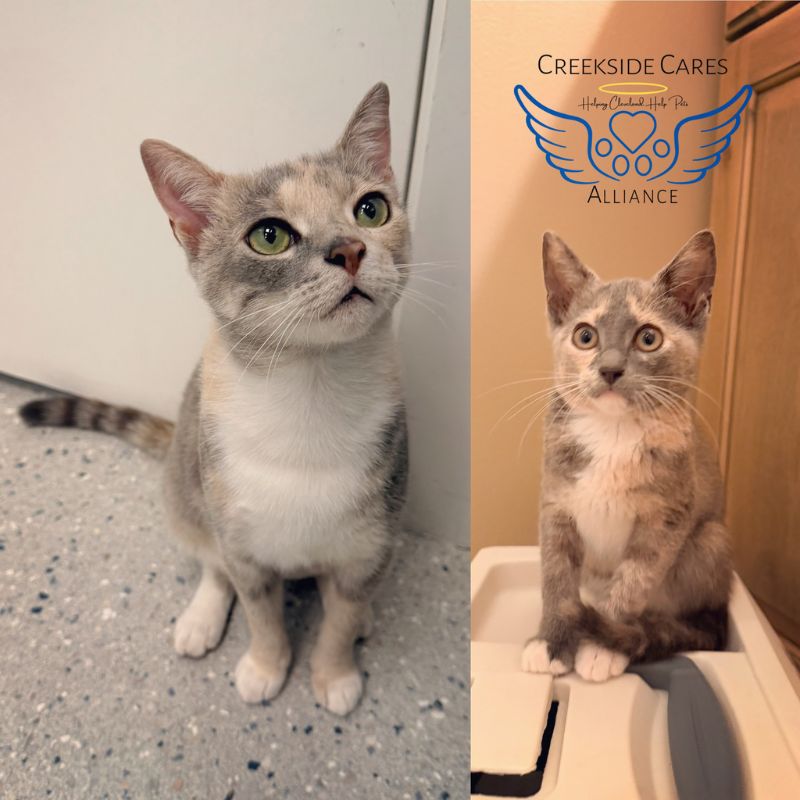 kittens collage