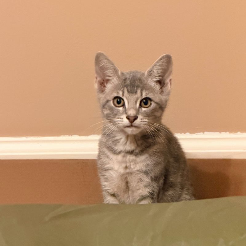kitten