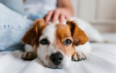 October Newsletter: 🥓 🐾 THE WAKE-UP CALL I WISH I DIDN’T NEED